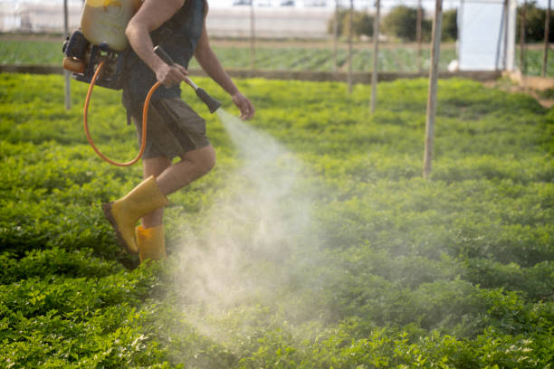 Best Affordable Pest Control Services  in Hunters Creek Village, TX