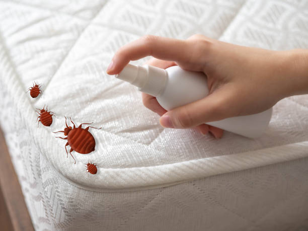Best Residential Pest Control  in Hunters Creek Village, TX
