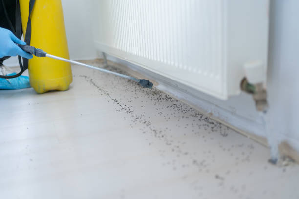 Best Flea Control Services  in Hunters Creek Village, TX