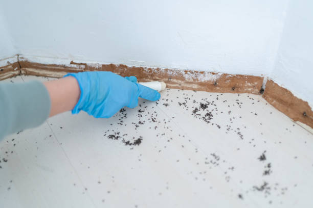 Best Bed Bug Extermination  in Hunters Creek Village, TX